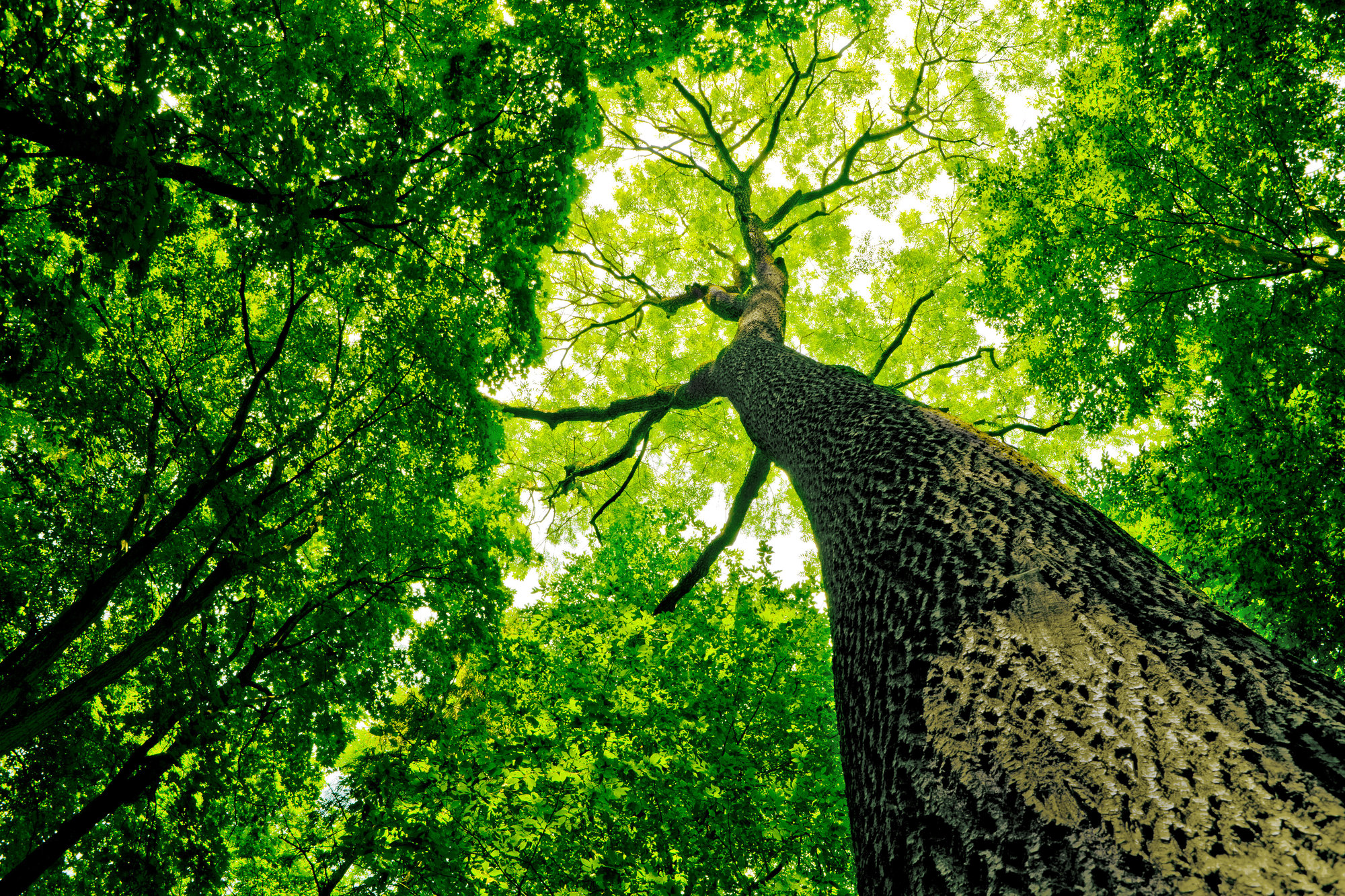 shutterstock_95030080
